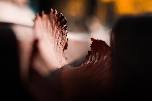 Shallow Focus Photography of Maple Leaf