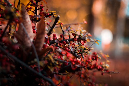 Round Red Berries Selective Focus Close-up Photo