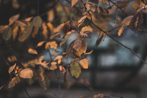 Free Close-up of autumnal leaves with a soft focus on branches, creating a warm mood. Stock Photo