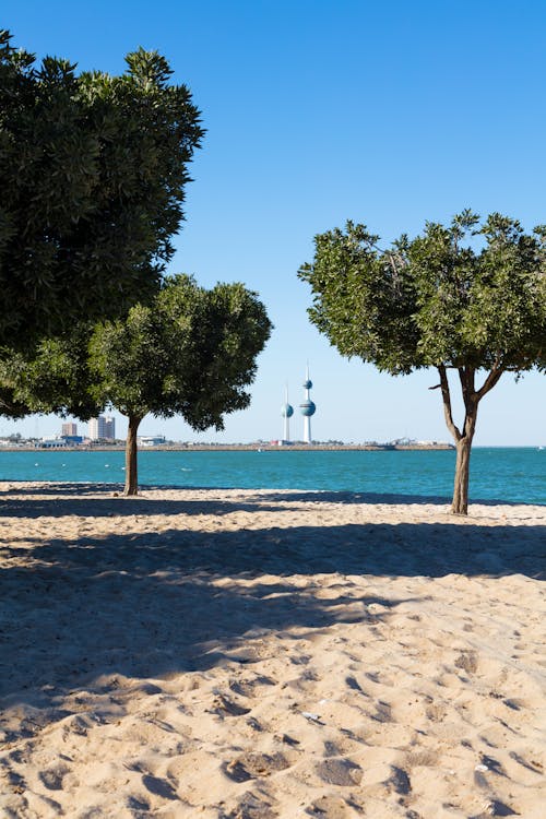 Trees on Beach on Sea Shore