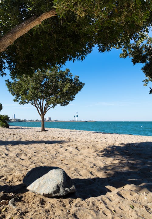 Imagine de stoc gratuită din arbori, coastă, faleză