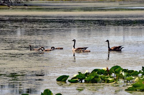 Foto d'estoc gratuïta de animals, llac, maresme