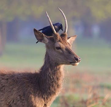 Red deer with jackdaw perched on antlers in Teddington's Bushy Park. by Stephen Noulton