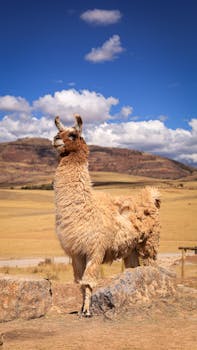 A beautiful llama stands proudly in the Cusco region, surrounded by stunning desert landscapes.