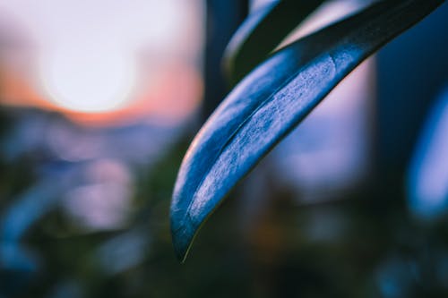 Close-Up Photo of Leaf