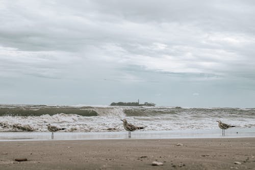 Základová fotografie zdarma na téma mávání, moře, mraky