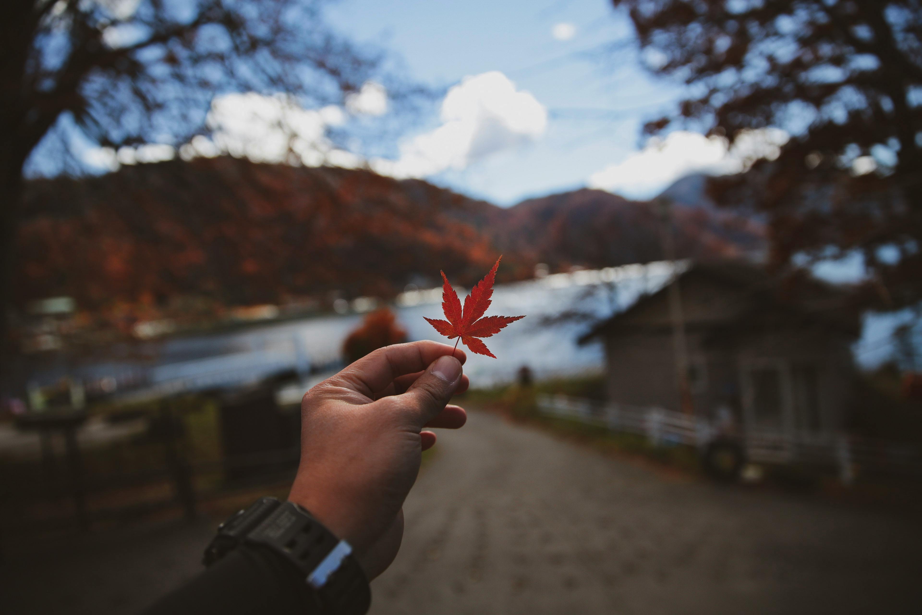 一只手握着充满活力的枫叶，背景是风景优美的秋景