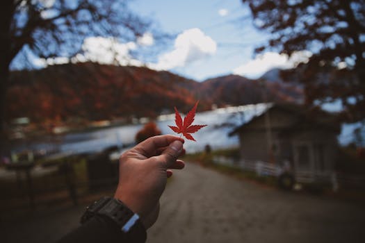 一只手握着充满活力的枫叶，背景是风景优美的秋景