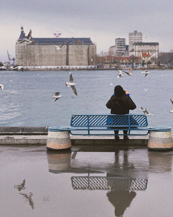 Kostnadsfri bild av bänk, byggnader, djur