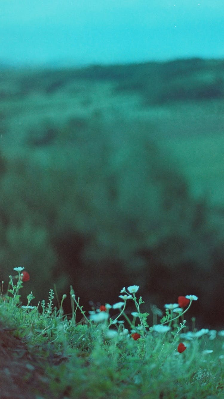 Red And White Flowers On A Field 