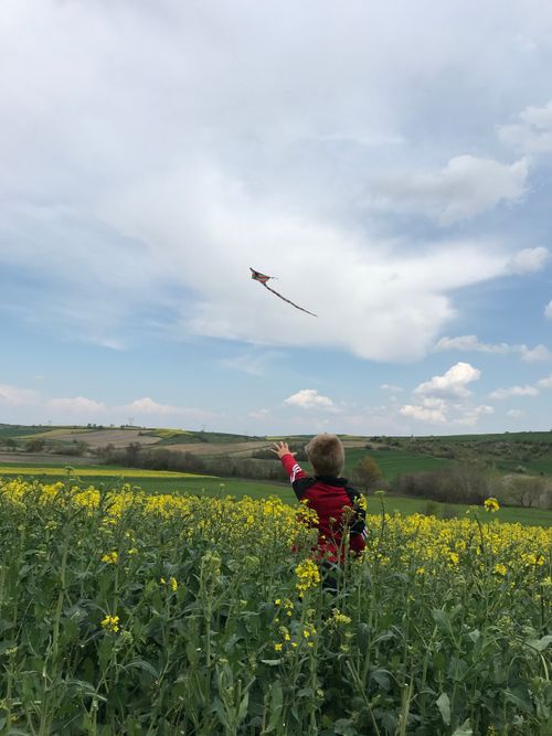 Free A child enjoys flying a kite in a vibrant, rural landscape filled with yellow flowers. Stock Photo