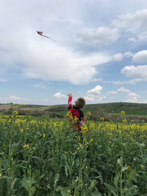 Free Child enjoying a summer day flying a kite over a colorful field. Stock Photo