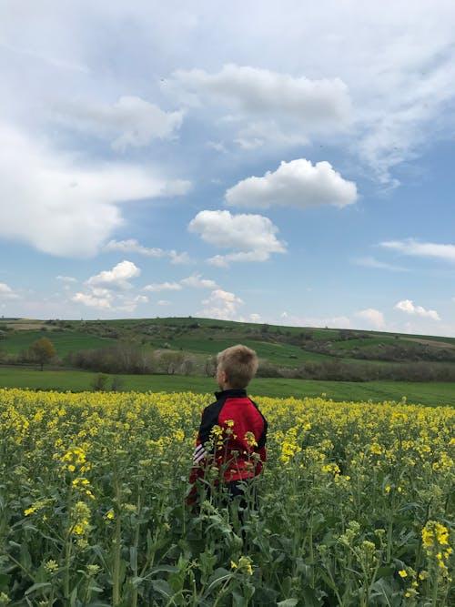 Foto d'estoc gratuïta de camp, colza, d'esquena