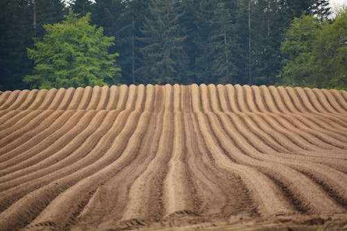 Field by the Coniferous Forest 