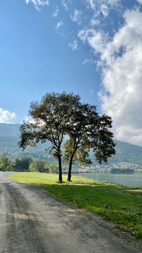 Free A peaceful scene of two trees by a lake with mountains in the backdrop under a summer sky. Stock Photo