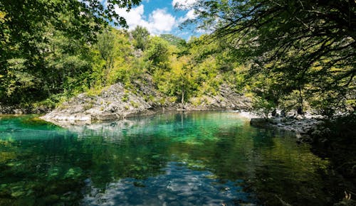 Foto d'estoc gratuïta de aigua, arbres, estany