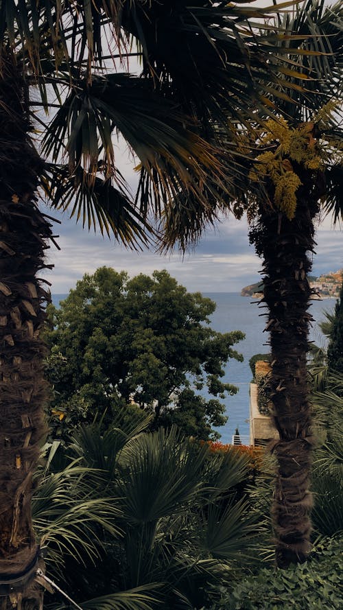 Photo of Palm Trees and Bushes on a Coast