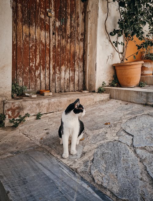 Foto d'estoc gratuïta de animal, de fusta, entrada