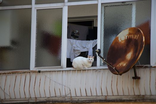 White cat sitting on a balcony next to a rusty satellite dish, with laundry hanging in an urban setting.