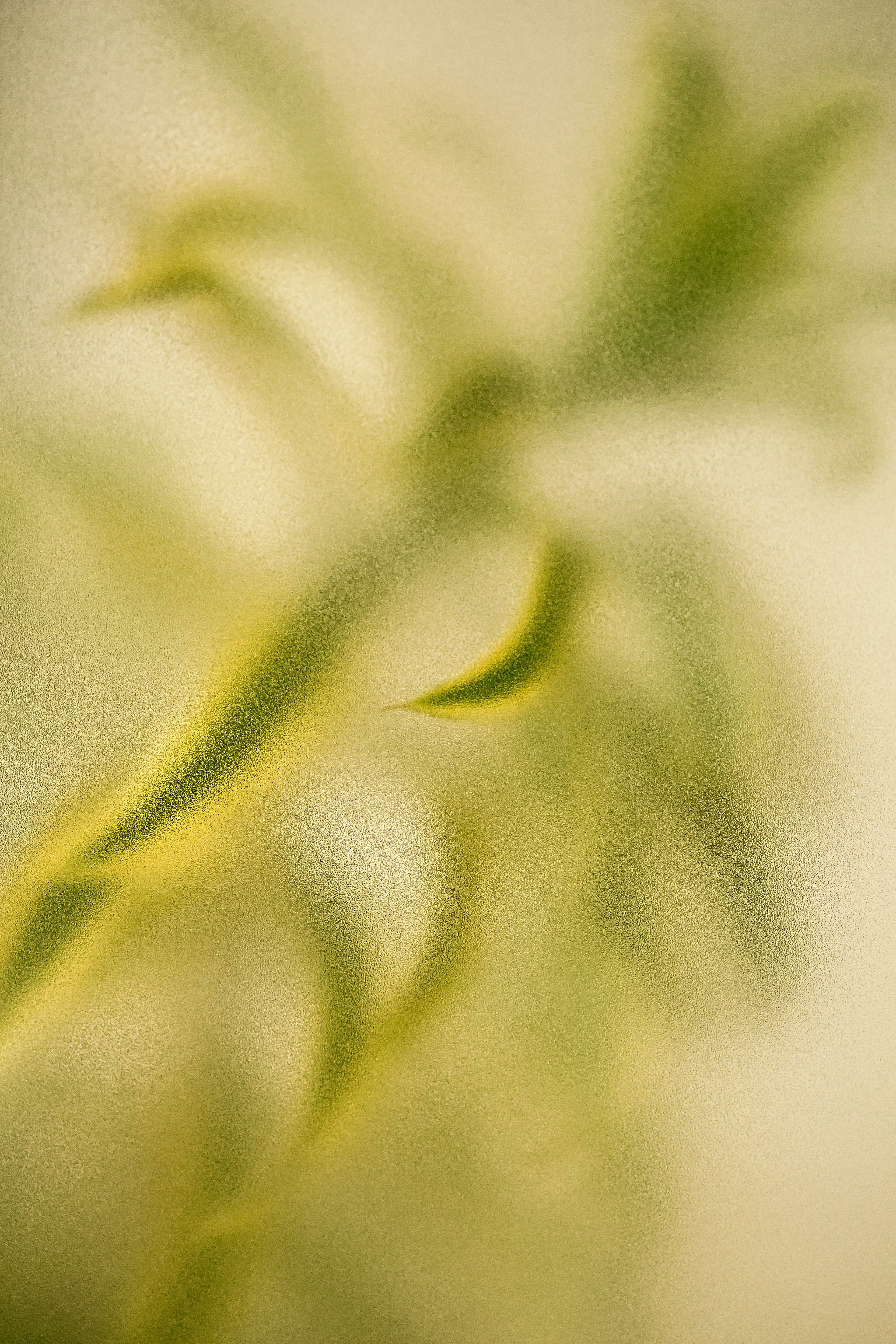 plant behind frosted glass · Free Stock Photo