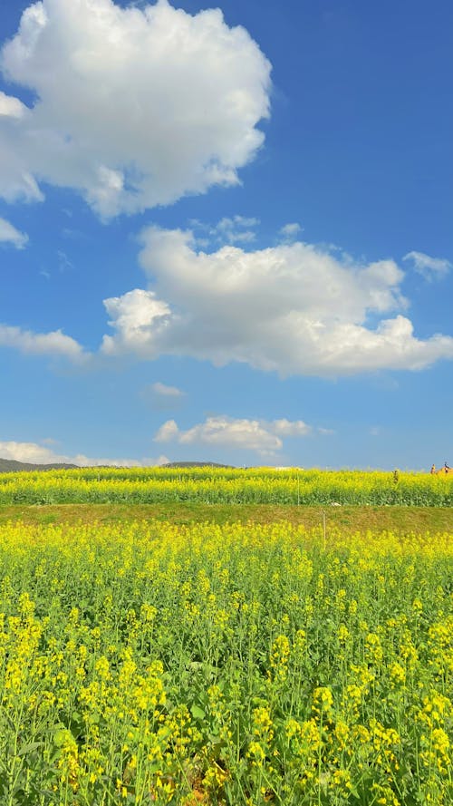 Foto stok gratis awan, bunga-bunga, flora