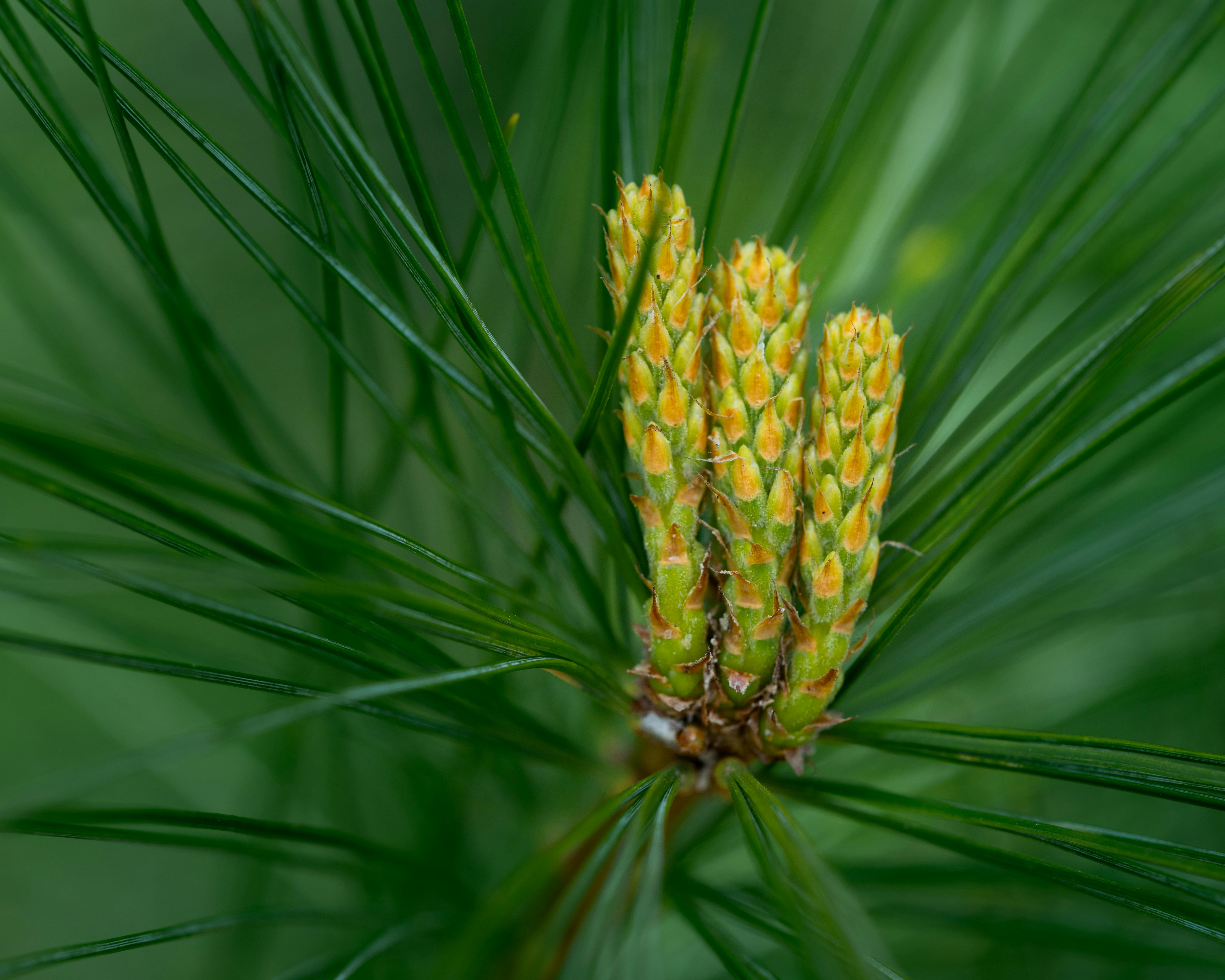 Prosopis nigra: Botánica, Ecología, Propagación y Manejo Sostenible