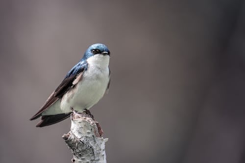 Close up of Tree Swallow