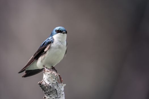 Ontario Birds Can't Escape Climate Change, Study Finds