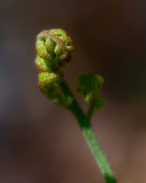Close up of Green Plant