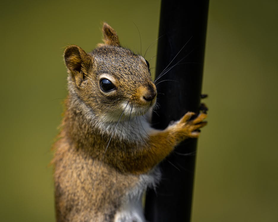 Free Close up of Squirrel Stock Photo