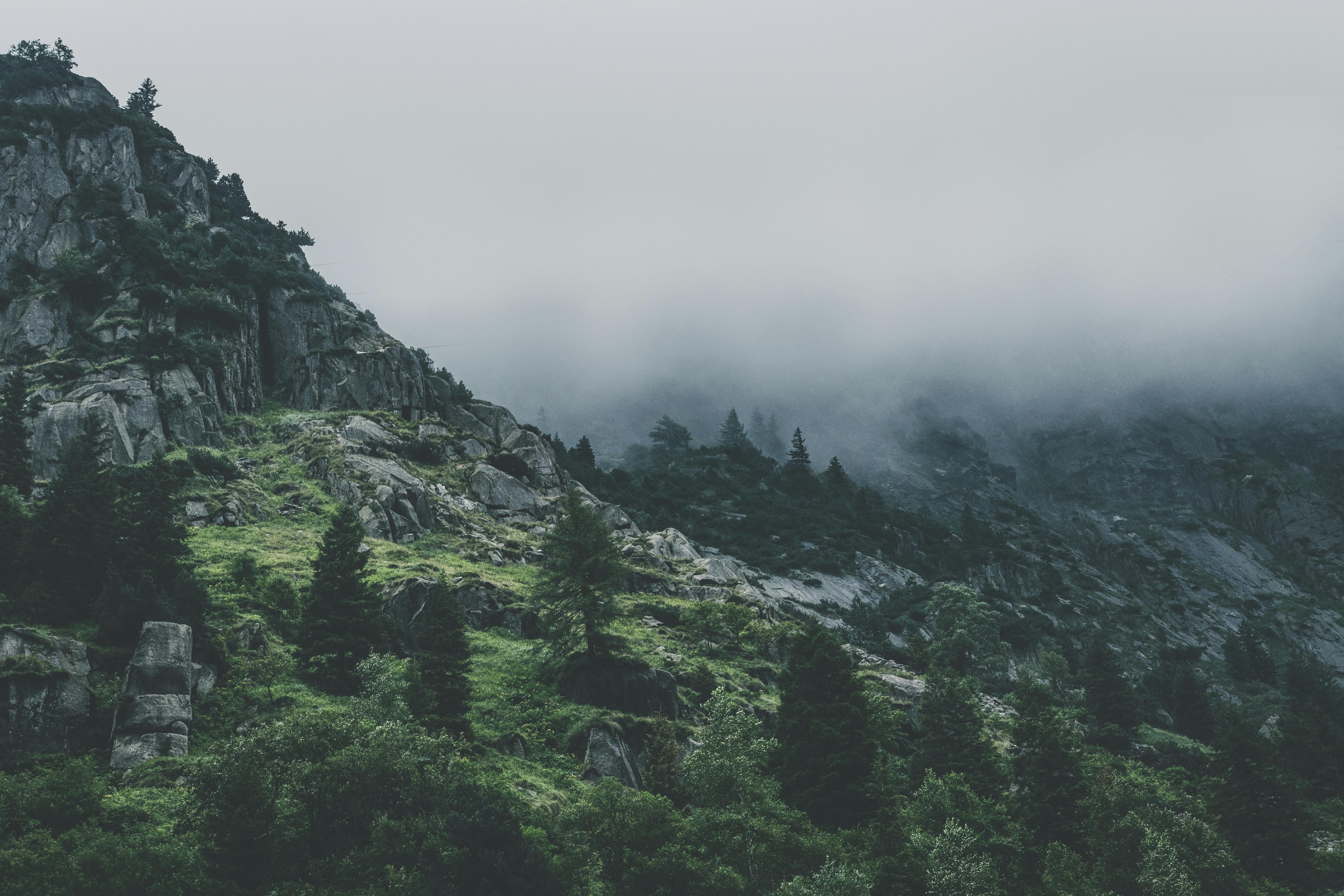 green leafed trees during fog time