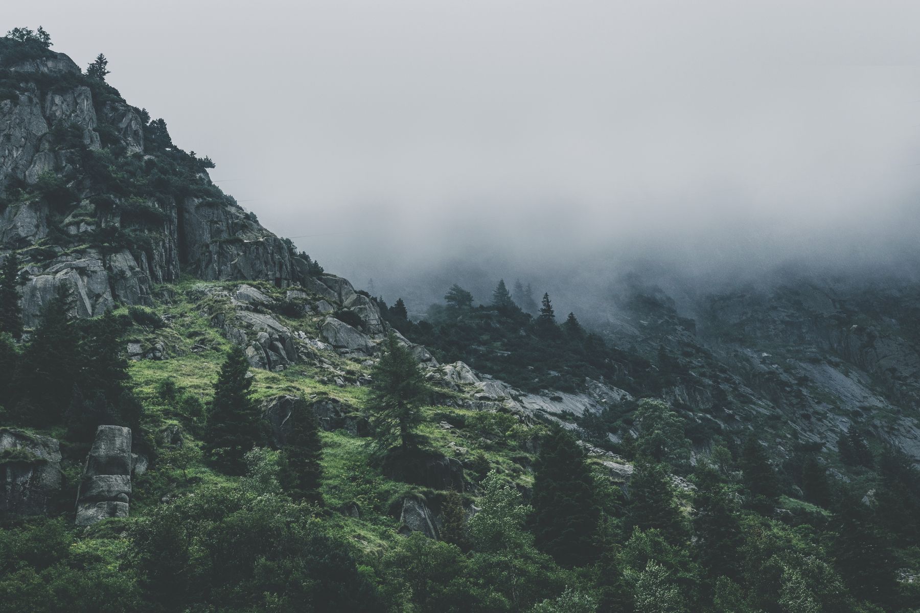 Fog drifting through pines on a Blue Ridge mountainside near Asheville