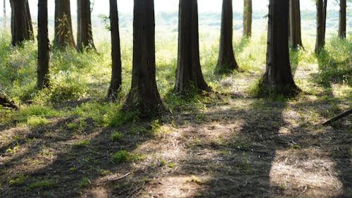 Free Trees in a Forest in Sunlight  Stock Photo