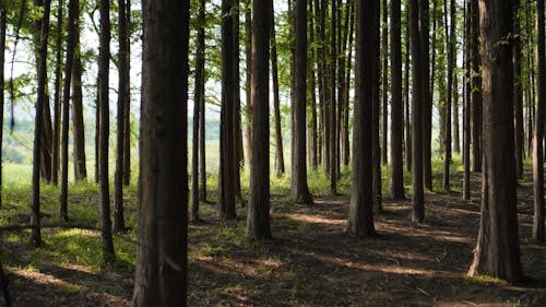 Foto d'estoc gratuïta de arbres, bosc, marró