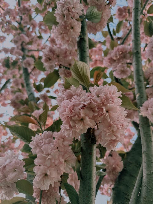 A pink cherry blossom tree with green leaves