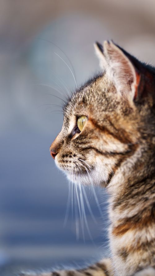 Free A detailed profile of a tabby cat with focus on its eyes and whiskers, captured outdoors. Stock Photo