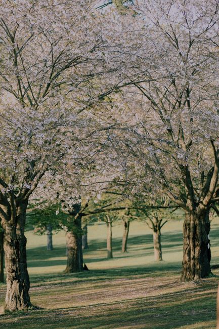 A beautiful view of cherry blossom trees in full bloom in a Toronto park during spring.