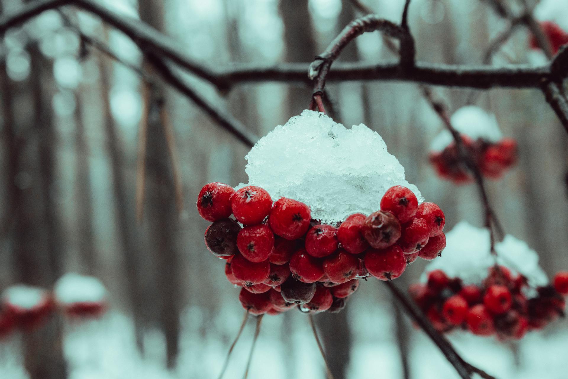 Close-up of red rowan berries covered in snow on a branch in a serene winter forest.