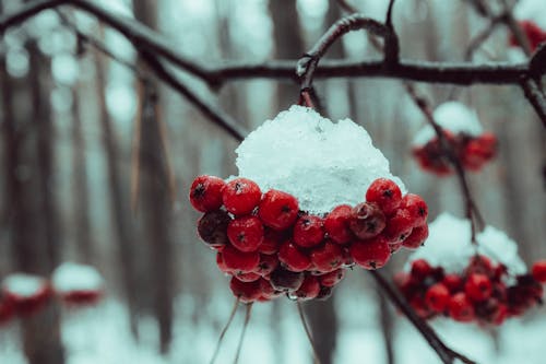 Simple Ways to Shield Fruit Trees From Winter Damage
