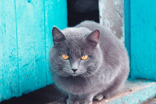 Russian Blue Cat 