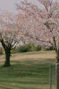 A man is standing in front of a tree with pink blossoms
