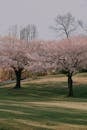 Cherry blossoms in bloom