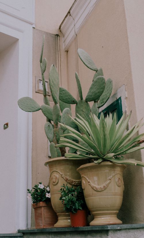 Free Elegant cactus display in pottery against a wall, ideal for decor inspiration. Stock Photo