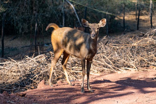 Kostenloses Stock Foto zu hirsch, stöcke, tier