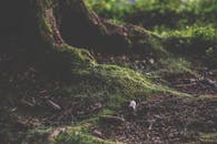 这片宁静的森林场景展现了苔藓覆盖的树基、松果和自然纹理