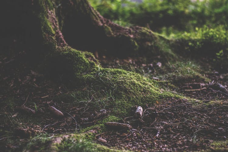 Green Moss On Tree Root