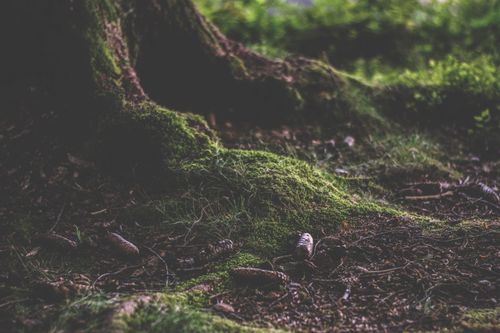 Free A serene forest scene showcasing a mossy tree base, pinecones, and natural textures. Stock Photo