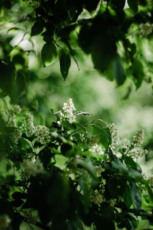 Free Close-up of blooming spring blossoms nestled in vibrant green leaves, capturing nature's freshness. Stock Photo