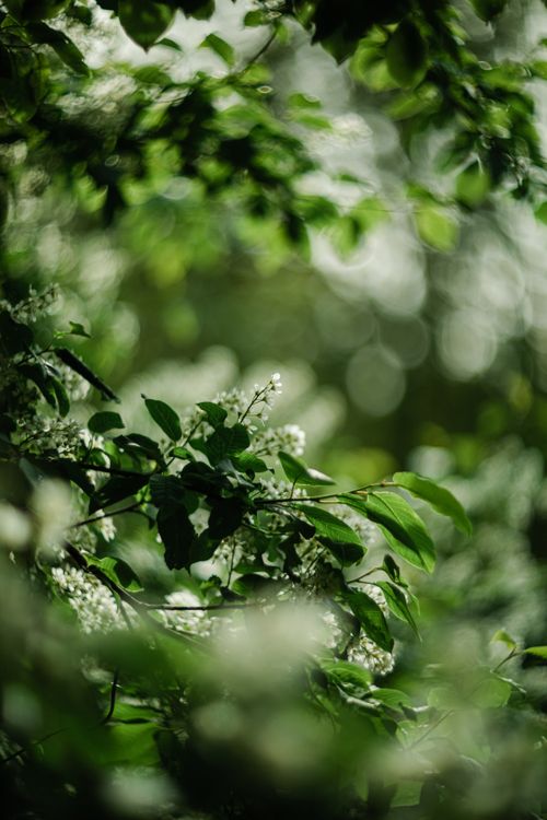Free Delicate white blossoms among lush green leaves with beautiful bokeh in a serene outdoor setting. Stock Photo