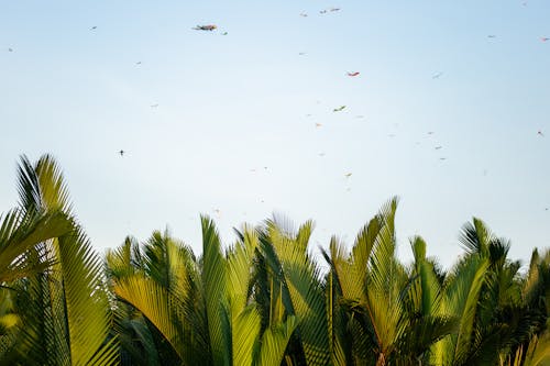 Palm Leaves in Sunlight 